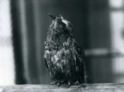 A Long-eared Owl at London Zoo, January 1922 by Frederick William Bond